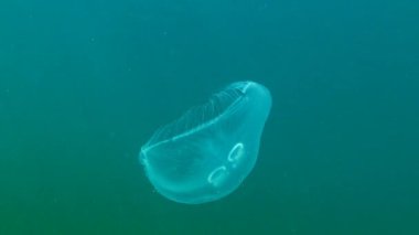 Karadeniz fauna. Aurelia aurita (ay jöle, ay denizanası, ortak denizanası veya daire jöle) yaygın olarak okudu familyasına ait bir cins Aurelia