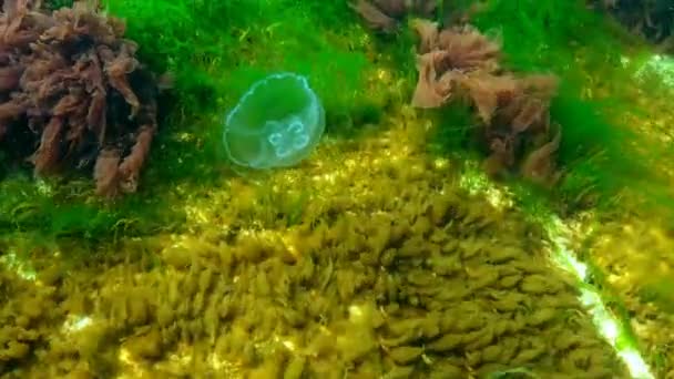Fauna del Mar Nero. Aurelia aurita (medusa lunare, medusa lunare, medusa comune o medusa piattino) è una specie ampiamente studiata del genere Aurelia — Video Stock