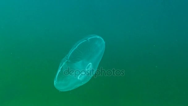 Karadeniz fauna. Aurelia aurita (ay jöle, ay denizanası, ortak denizanası veya daire jöle) yaygın olarak okudu familyasına ait bir cins Aurelia — Stok video