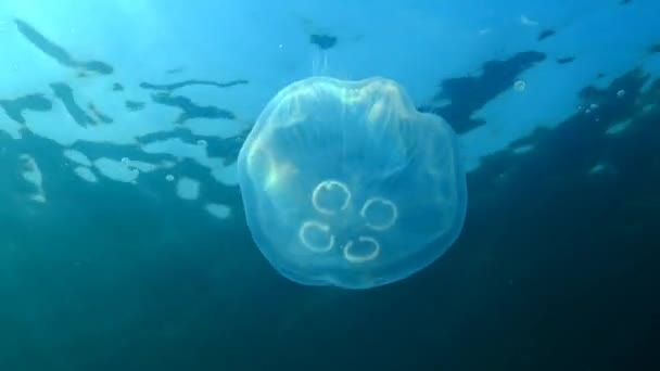 Fauny Morza Czarnego. Aurelia uszata (Księżyc galaretki, księżyc jellyfish, jellyfish wspólne lub spodek galaretki) jest szeroko badane gatunki z rodzaju Aurelia — Wideo stockowe
