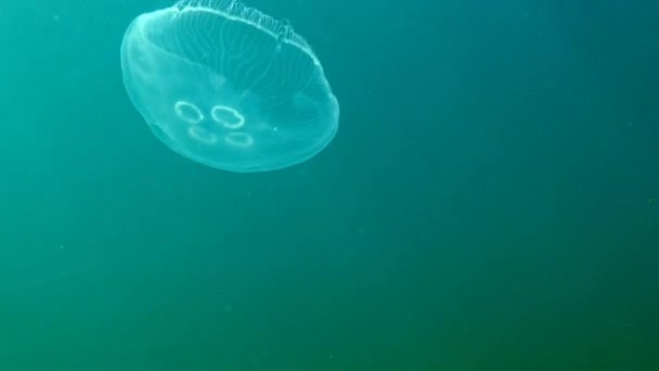 Fauna van de Zwarte Zee. Oorkwal (maan gelei, maan kwallen, gemeenschappelijke kwallen of schotel gelei) is een algemeen bestudeerde soorten van het geslacht Aurelia — Stockvideo