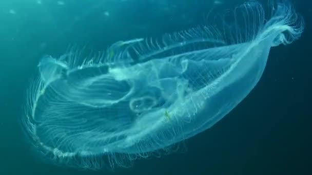 Fauna del Mar Nero. Aurelia aurita (medusa lunare, medusa lunare, medusa comune o medusa piattino) è una specie ampiamente studiata del genere Aurelia — Video Stock