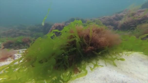 Black Sea flora. Red algae (Porphira leucosticta, Ceramium sp., Enteromorpha sp.) on rocksea — Stock Video