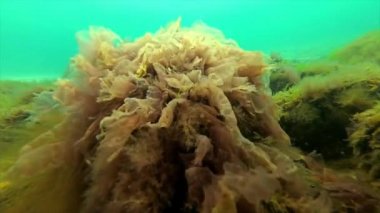 Karadeniz flora. Dalgıç ve kırmızı algler (Porphira leucosticta) üzerinde ben kayalar