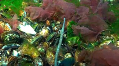 Erkek geniş burunlu pipefish (Syngnathus typhle) yosun çalılıkları içinde