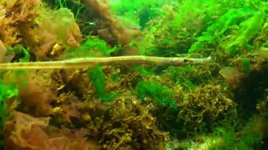 Erkek geniş burunlu pipefish (Syngnathus typhle) yosun çalılıkları içinde