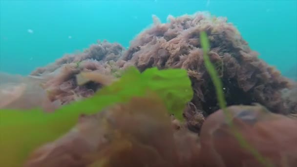 Černé moře flora. Potápěč a červené řasy (Porphira leucosticta) na skalách — Stock video