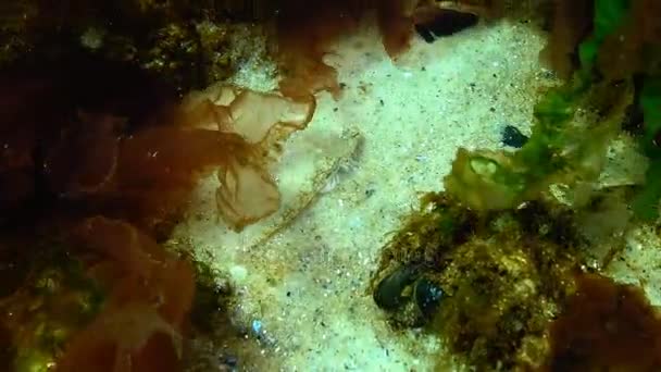 Poissons de la mer Noire. Pomatoshistus marmoratus - une petite espèce de gobie, habitant le sable de la mer Noire — Video