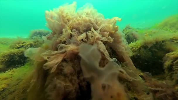 검은 바다 식물입니다. 바위에 붉은 조류 (Porphira leucosticta) — 비디오