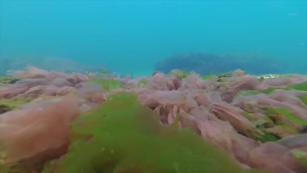 Черноморская флора. Красные водоросли (Porphira leucosticta, Ceramium sp., Enteromorpha sp.) на скалах — стоковое видео