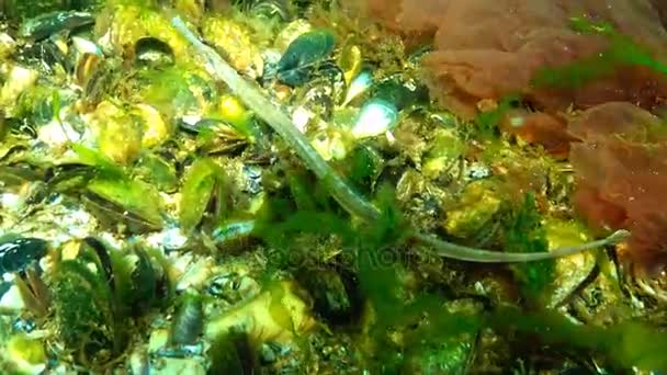 Pesce palla maschio dal naso largo (Syngnathus typhle) nelle boscaglie di alghe marine — Video Stock