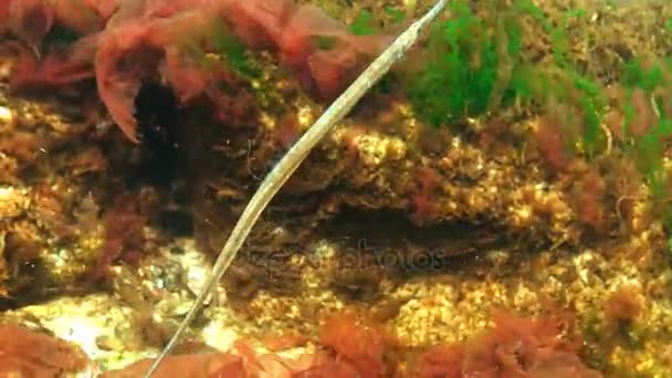 Tubos-de-nariz-largo (Syngnathus typhle), machos, nas moitas de algas marinhas — Vídeo de Stock