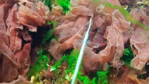 海藻の茂みに男性広鼻ヨウジウオ (Syngnathus typhle) — ストック動画