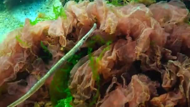 Samec pipefish širokým nosem (Syngnathus typhle), v houštinách mořských řas — Stock video