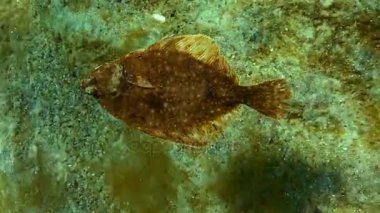 Avrupa pisi balığı (Platichthys flesus luscus) su sütununda yüzen. 