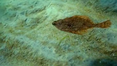 Avrupa pisi balığı (Platichthys flesus luscus) su sütununda yüzen. 