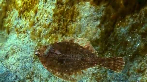 Europäische Flunder (platichthys flesus luscus) schwimmt in der Wassersäule. — Stockvideo