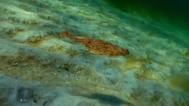 European flounder (Platichthys flesus luscus) floats in the water column. — Stock Video