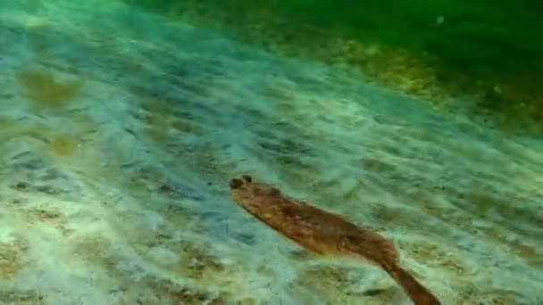 La platija europea (Platichthys flesus luscus) flota en la columna de agua . — Vídeos de Stock