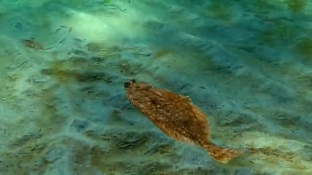 Europæisk skrubbe (Platichthys flesus luscus) flyder i vandsøjlen . – Stock-video