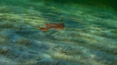 Avrupa pisi balığı (Platichthys flesus luscus) su sütununda yüzen. 