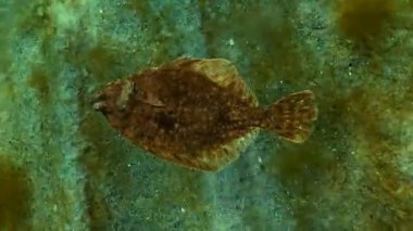 Avrupa pisi balığı (Platichthys flesus luscus) su sütununda yüzen. 