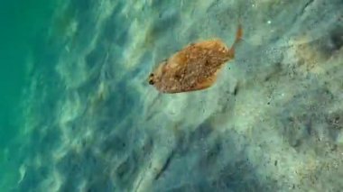 Avrupa pisi balığı (Platichthys flesus luscus) su sütununda yüzen. 
