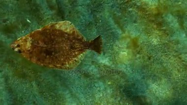 Avrupa pisi balığı (Platichthys flesus luscus) su sütununda yüzen. 