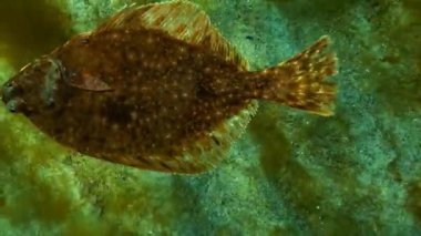 Avrupa pisi balığı (Platichthys flesus luscus) su sütununda yüzen. 