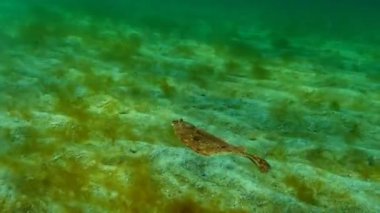 Avrupa pisi balığı (Platichthys flesus luscus) su sütununda yüzen. 