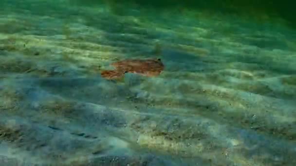 Érdes lepényhal (Platichthys flesus luscus) a vízoszlopban lebeg. — Stock videók