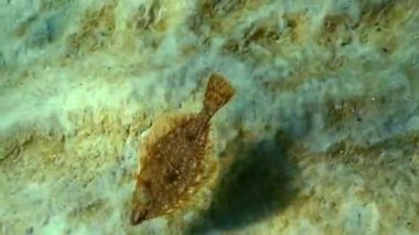 Avrupa pisi balığı (Platichthys flesus luscus) su sütununda yüzen