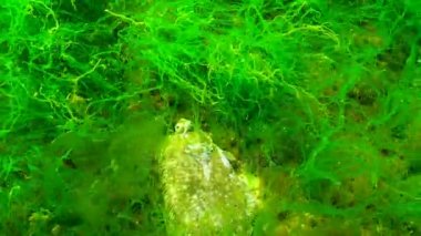 Avrupa pisi balığı (Platichthys flesus luscus) su sütununda yüzen