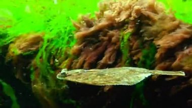 Avrupa pisi balığı (Platichthys flesus luscus) su sütununda yüzen