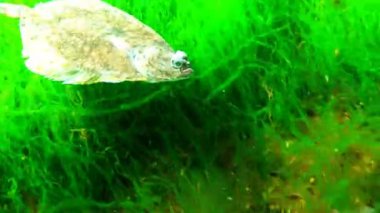 Avrupa pisi balığı (Platichthys flesus luscus) su sütununda yüzen