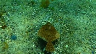 Avrupa pisi balığı (Platichthys flesus luscus) su sütununda yüzen