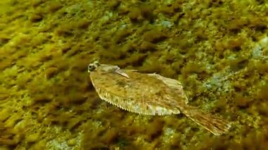 Avrupa pisi balığı (Platichthys flesus luscus) su sütununda yüzen