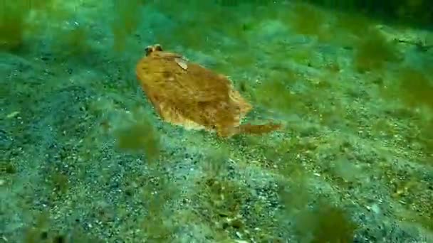 水の列に浮かぶヨーロッパ ヒラメ (カレイ flesus luscus) — ストック動画