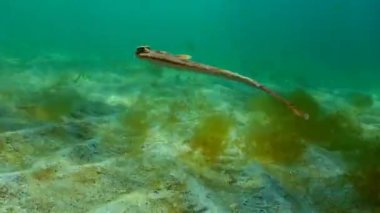 Avrupa pisi balığı (Platichthys flesus luscus) su sütununda yüzer. Karadeniz