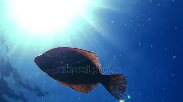 Érdes lepényhal (Platichthys flesus luscus) a vízoszlopban lebeg. Fekete-tenger — Stock videók