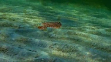 Avrupa pisi balığı (Platichthys flesus luscus) su sütununda yüzer. Karadeniz