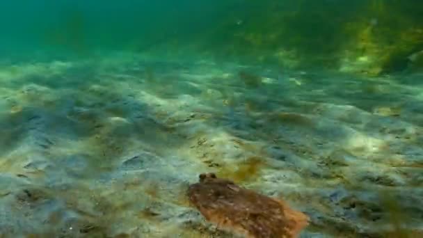 Érdes lepényhal (Platichthys flesus luscus) a vízoszlopban lebeg — Stock videók