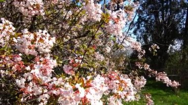 Kartopu küçük ağaçlar moschatel ailesi