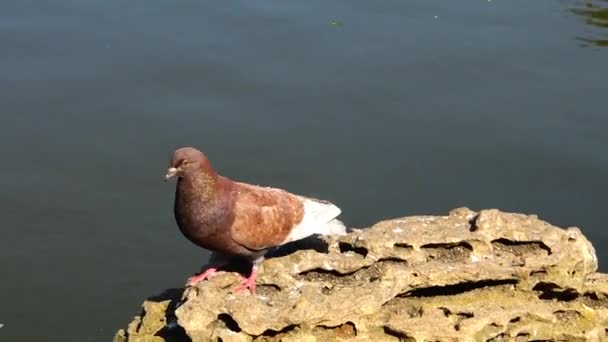 Brown dove on the background of water, actively moving — Stock Video