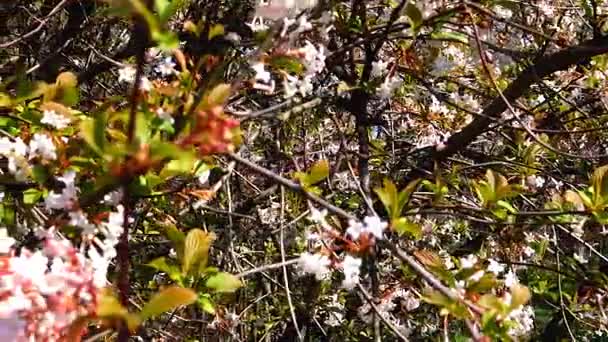 Viburnum árboles pequeños en la familia moschatel — Vídeos de Stock