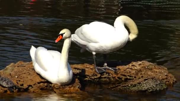 Kuğu dinlenme bir bataklık kaplumbağa yanındaki bir taş üzerinde duruyorsun — Stok video