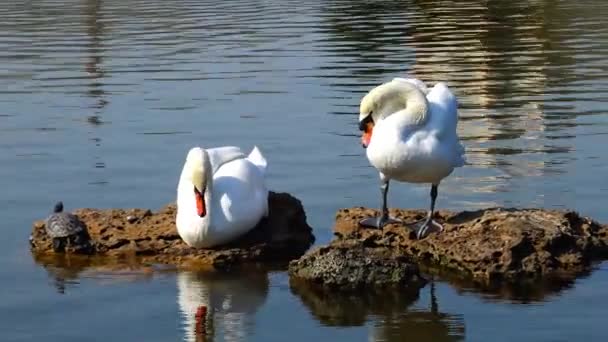 Los cisnes están de pie sobre una roca, junto a una tortuga pantanosa descansando — Vídeo de stock