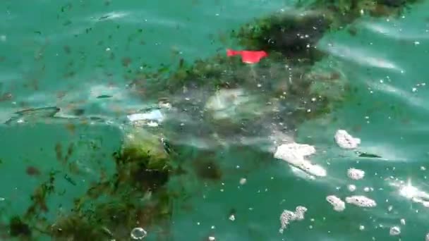 Op het oppervlak van de zee zweven strooisel en vuile algen — Stockvideo