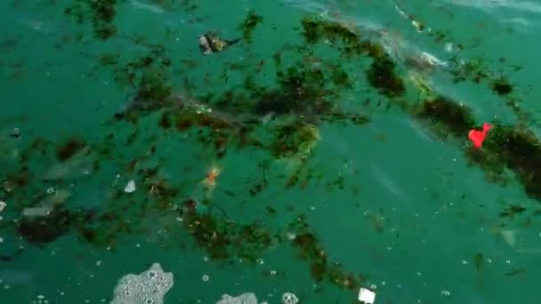 Op het oppervlak van de zee zweven strooisel en vuile algen — Stockvideo