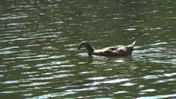 De mallard duck drijft op het water, de schittering van het water — Stockvideo